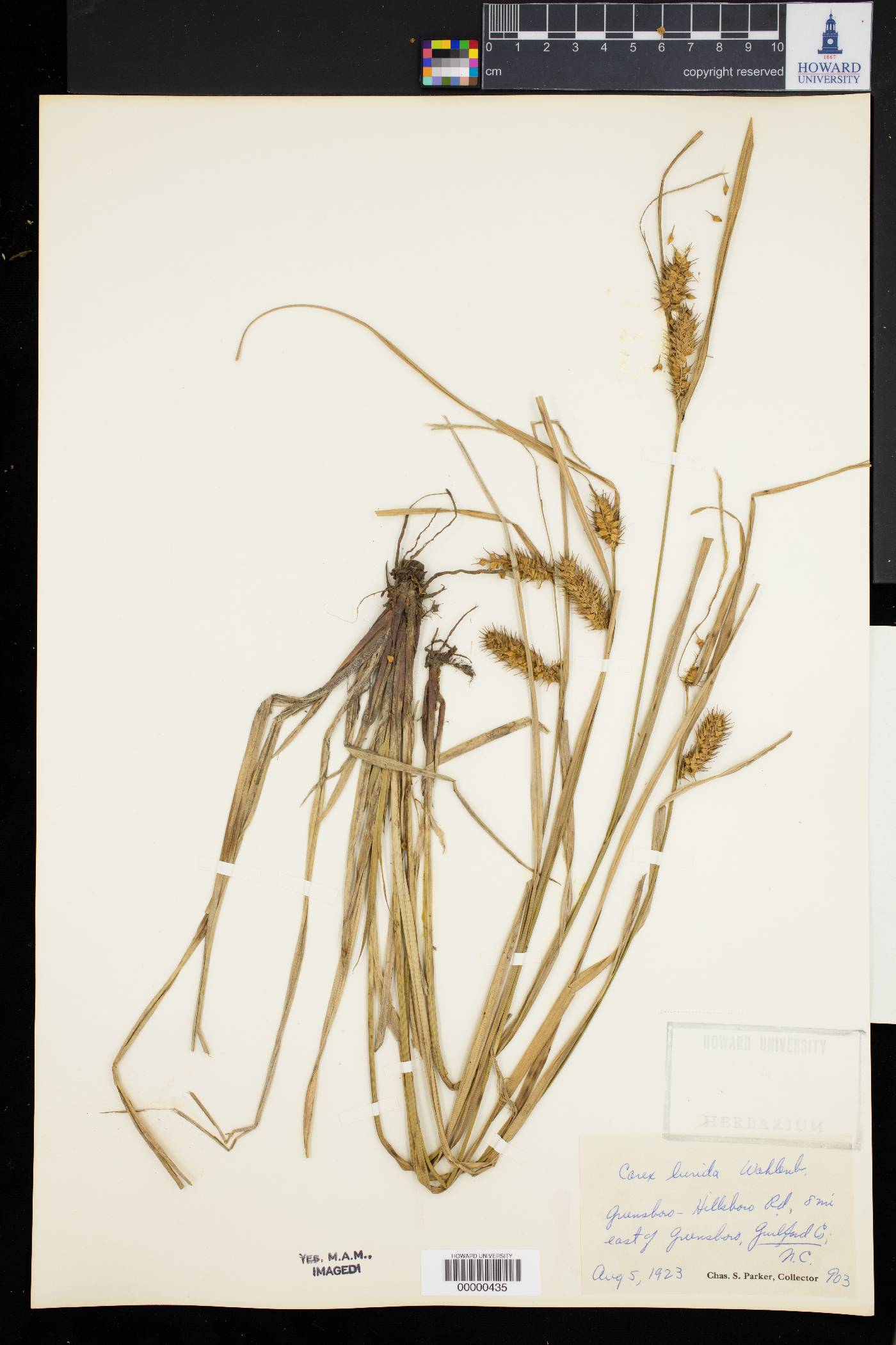 Carex flagellifera image