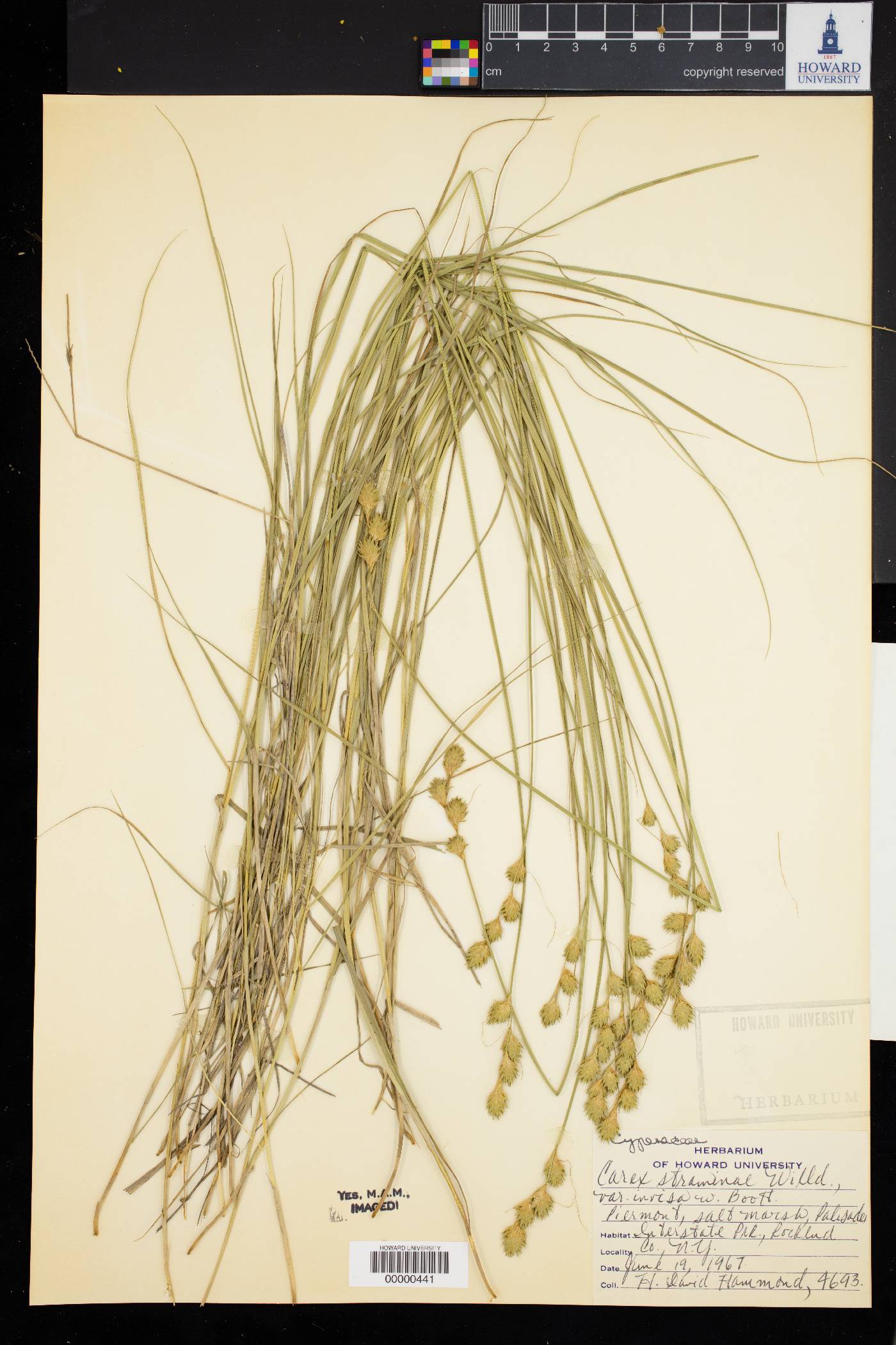 Carex straminea var. invisa image