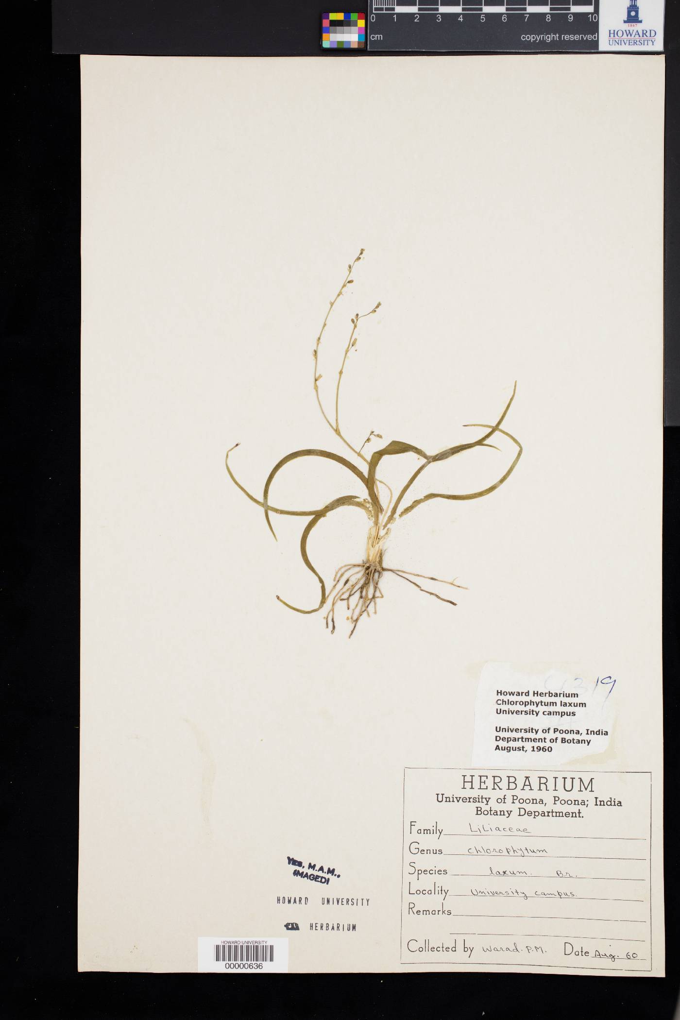 Chlorophytum laxum image