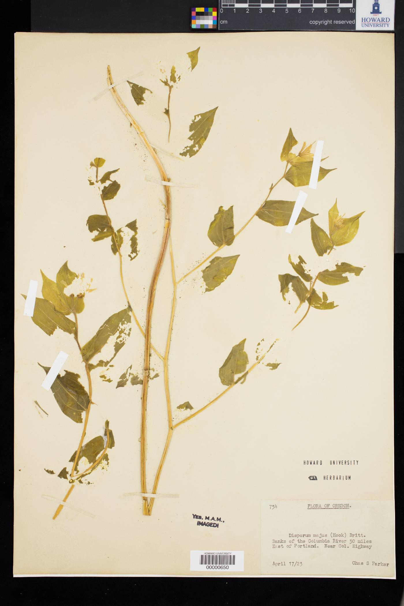 Disporum majus image