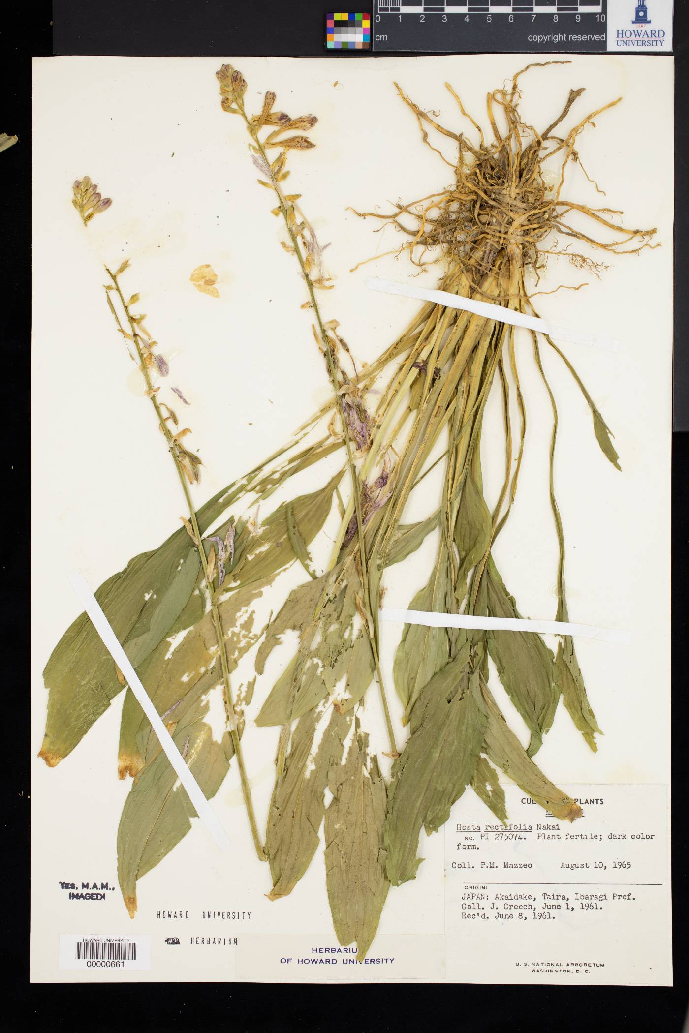 Hosta rectifolia image