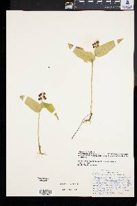 Maianthemum canadense image