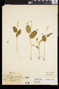 Maianthemum canadense image