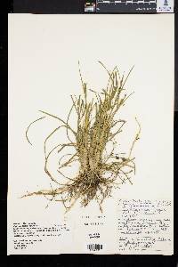 Ophiopogon japonicus image