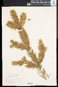 Abies balsamea image