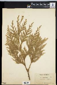 Thuja plicata image