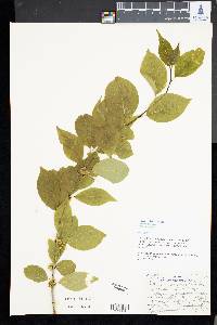 Ilex montana image