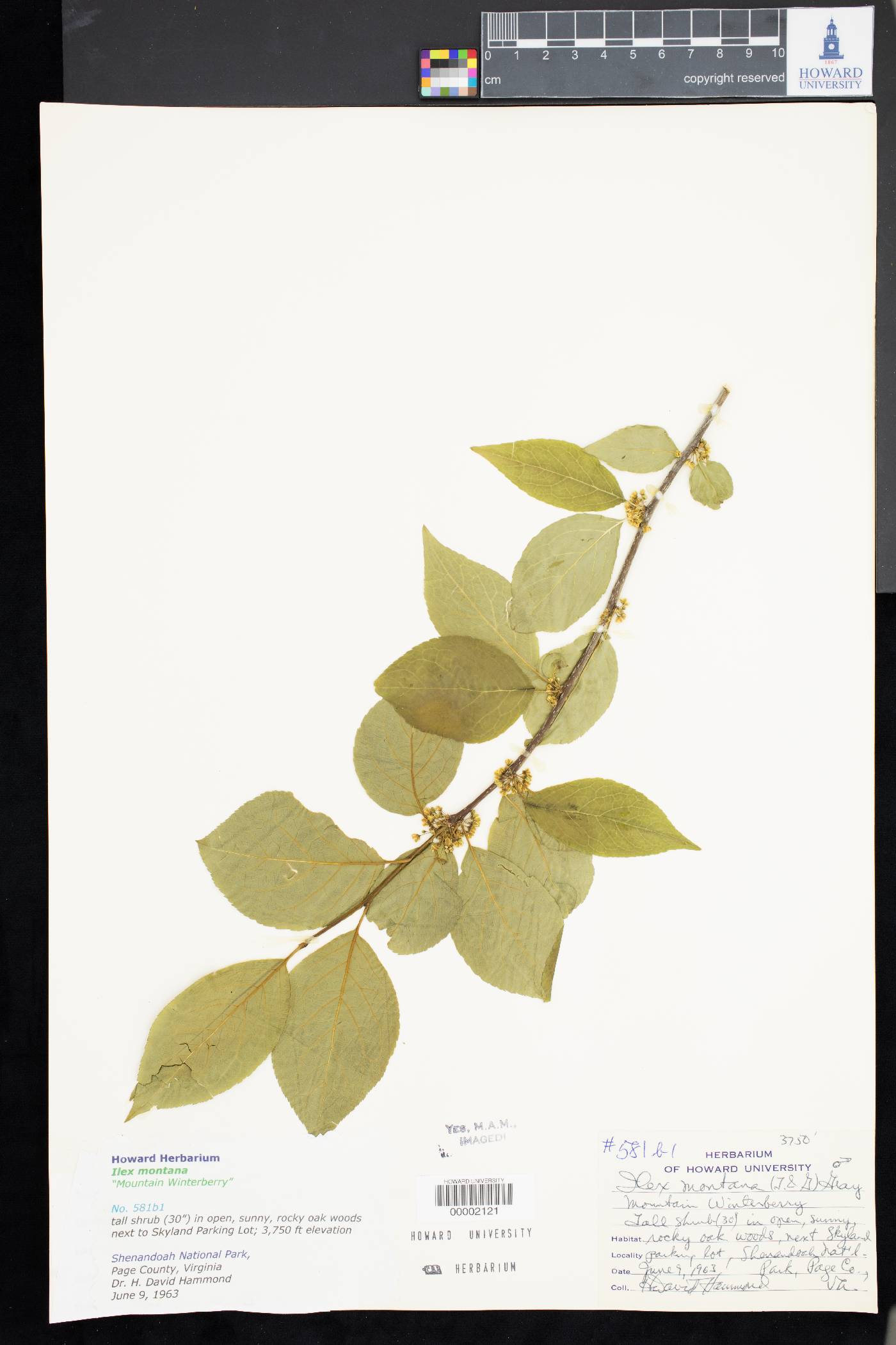 Ilex montana image