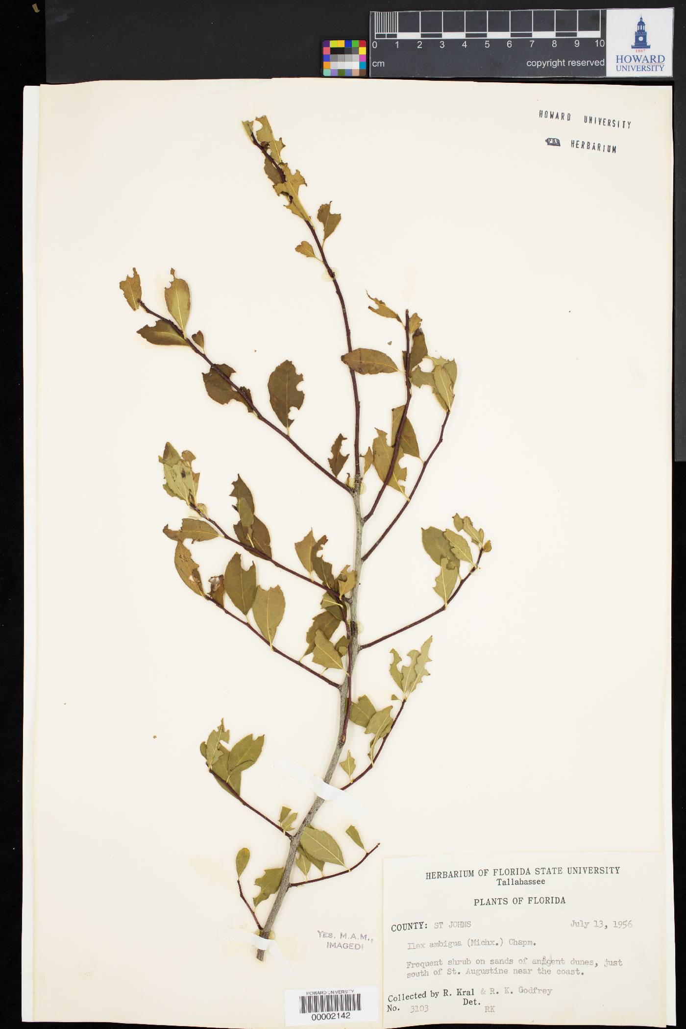 Ilex ambigua image