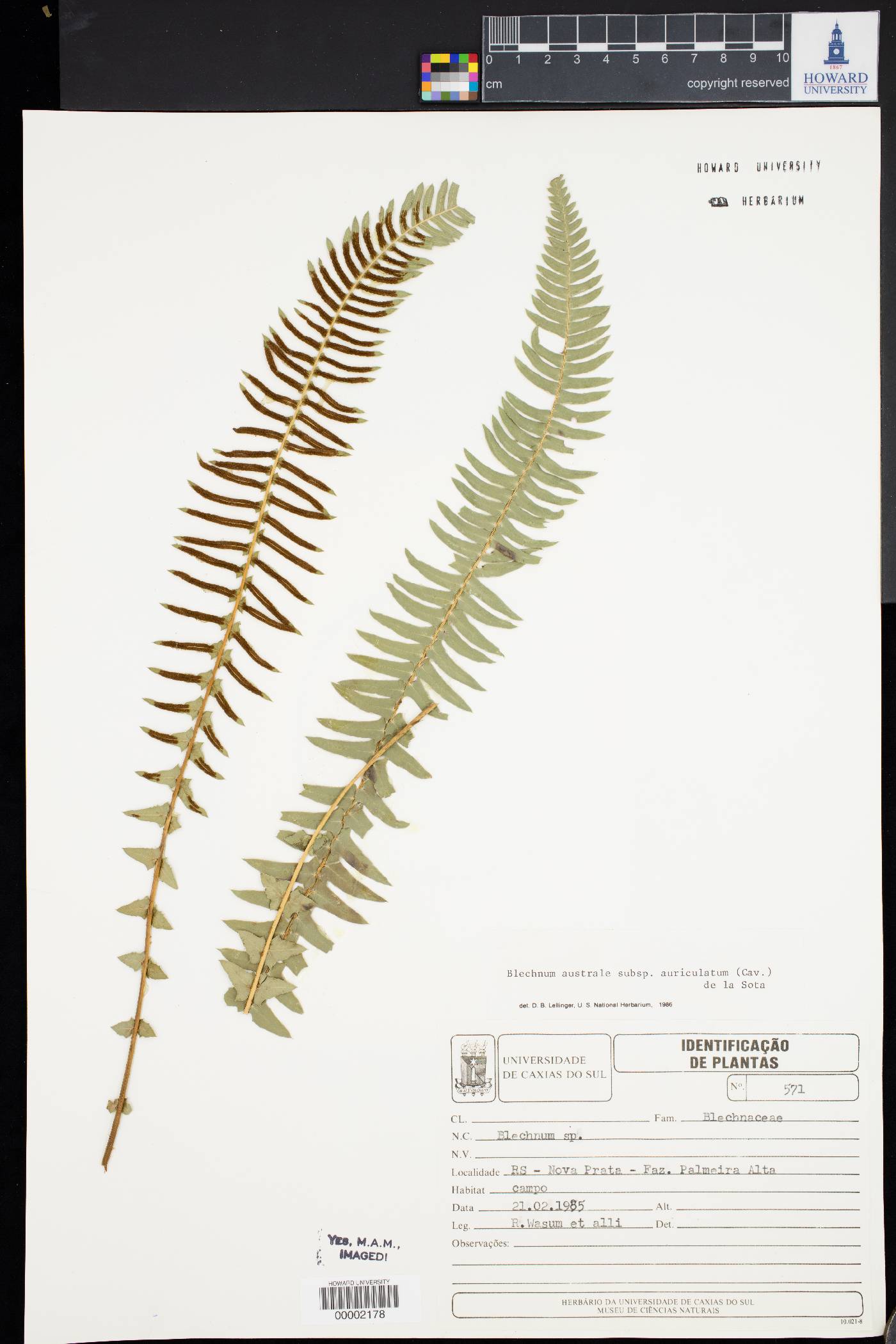 Blechnum australe subsp. auriculatum image