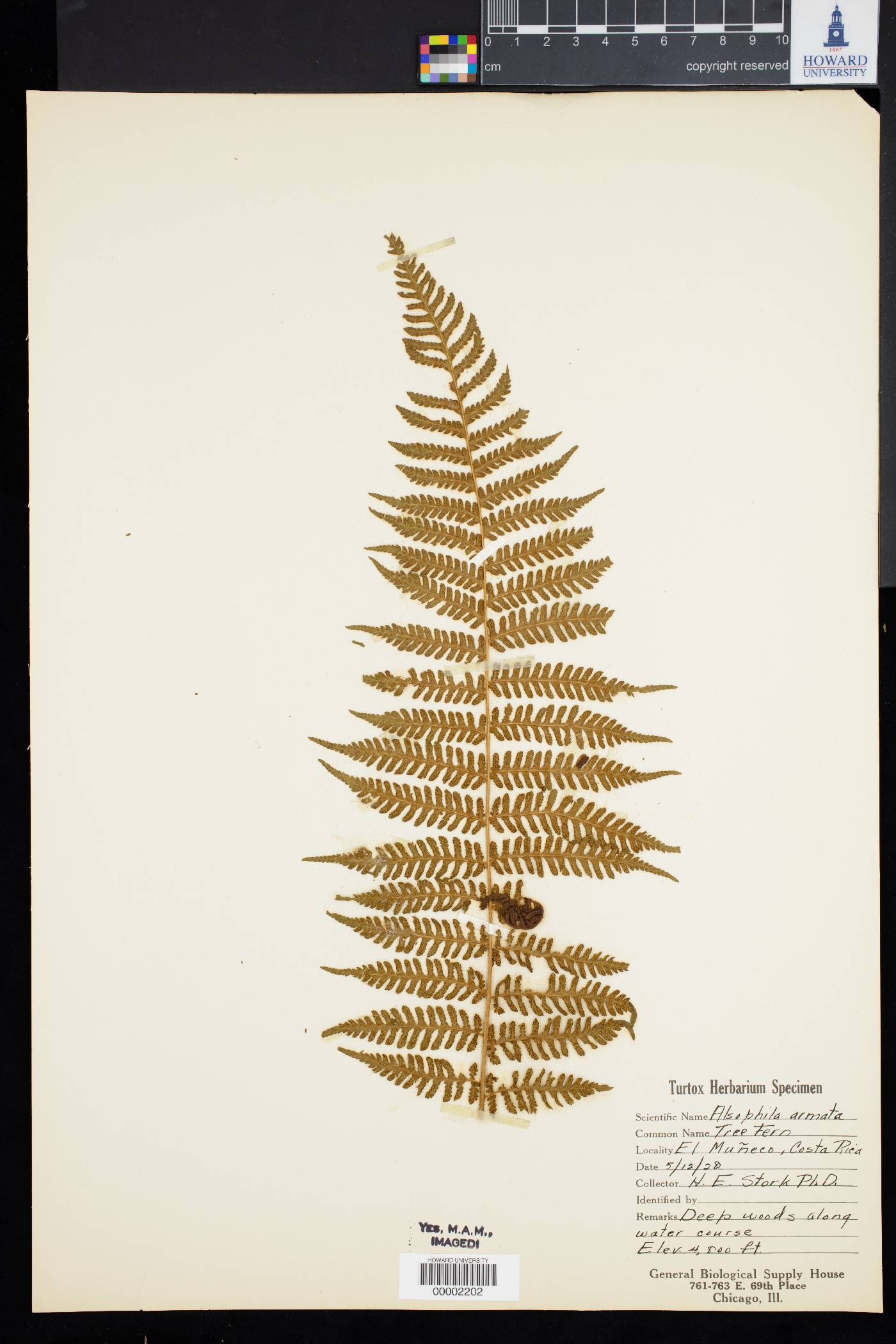 Alsophila armata image