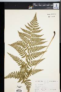 Dryopteris × triploidea image