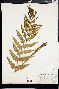 Dryopteris clintoniana image