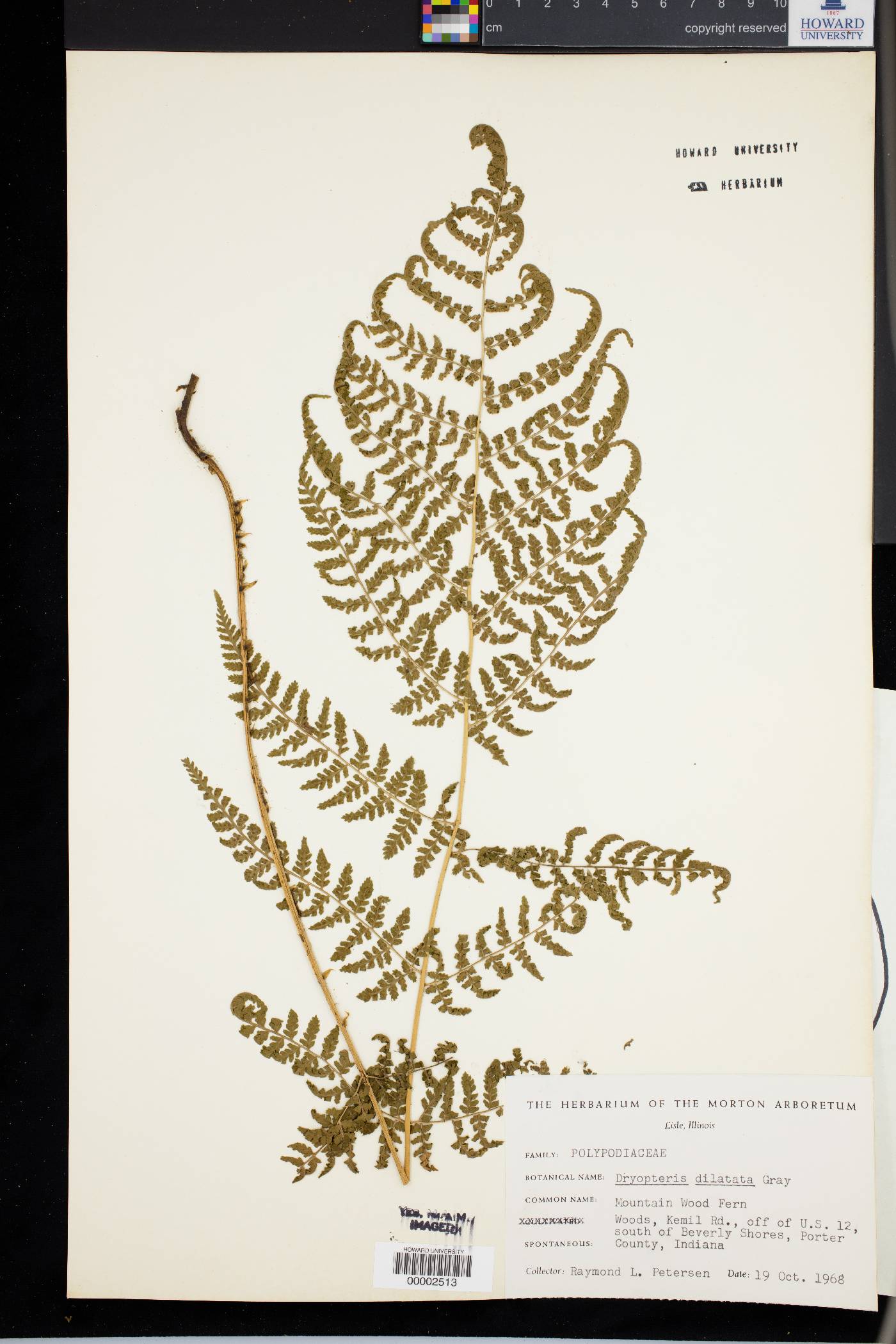 Dryopteris dilatata image