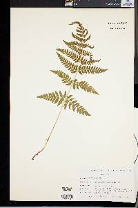 Dryopteris dilatata image