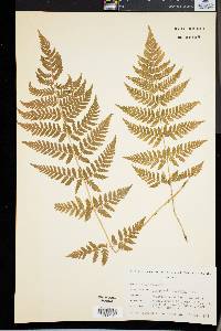 Dryopteris dilatata image