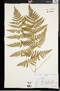 Dryopteris dilatata image