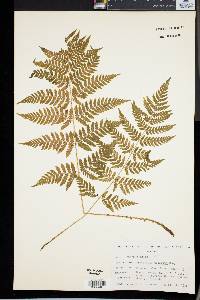 Dryopteris dilatata image