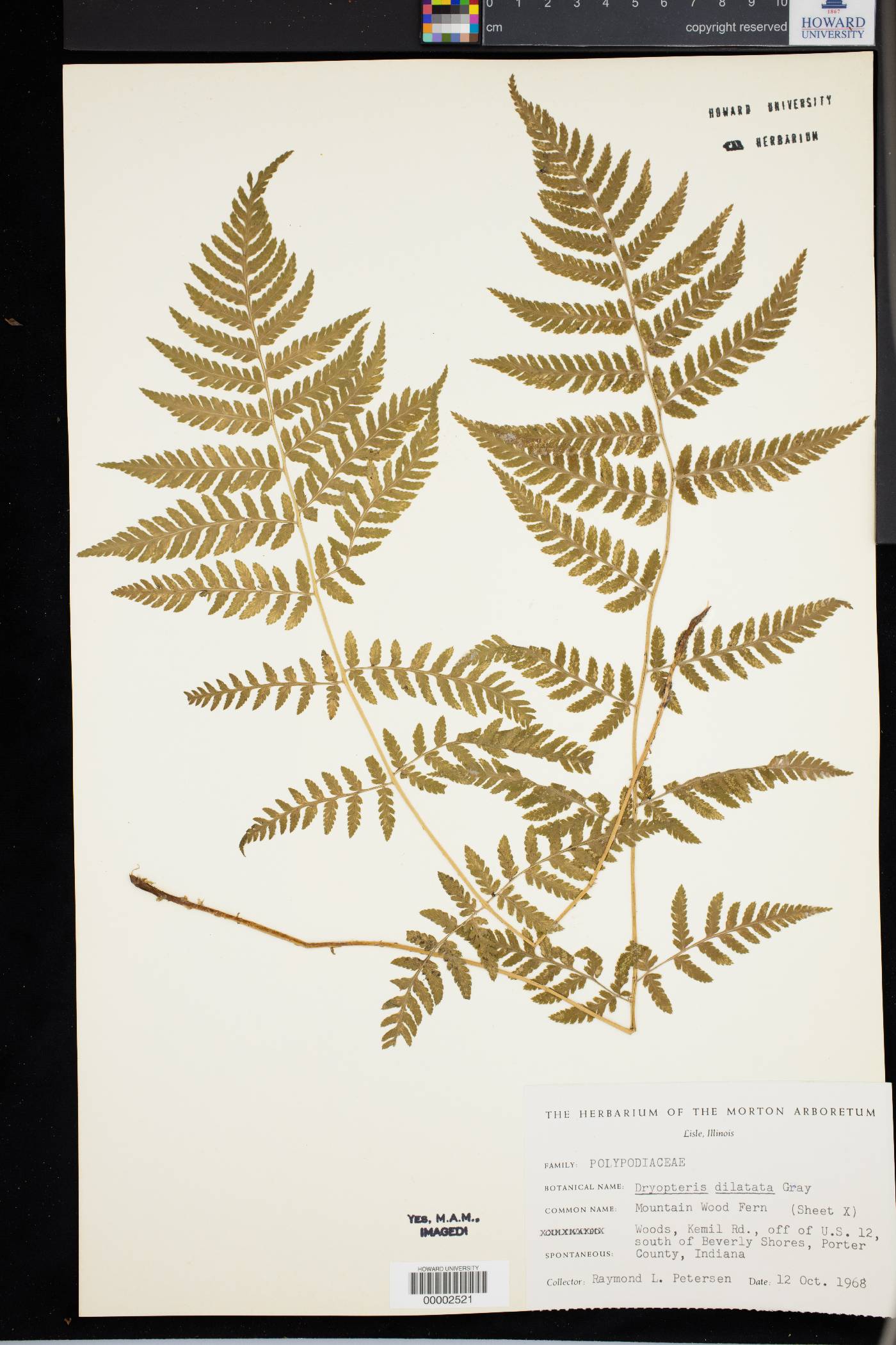 Dryopteris dilatata image