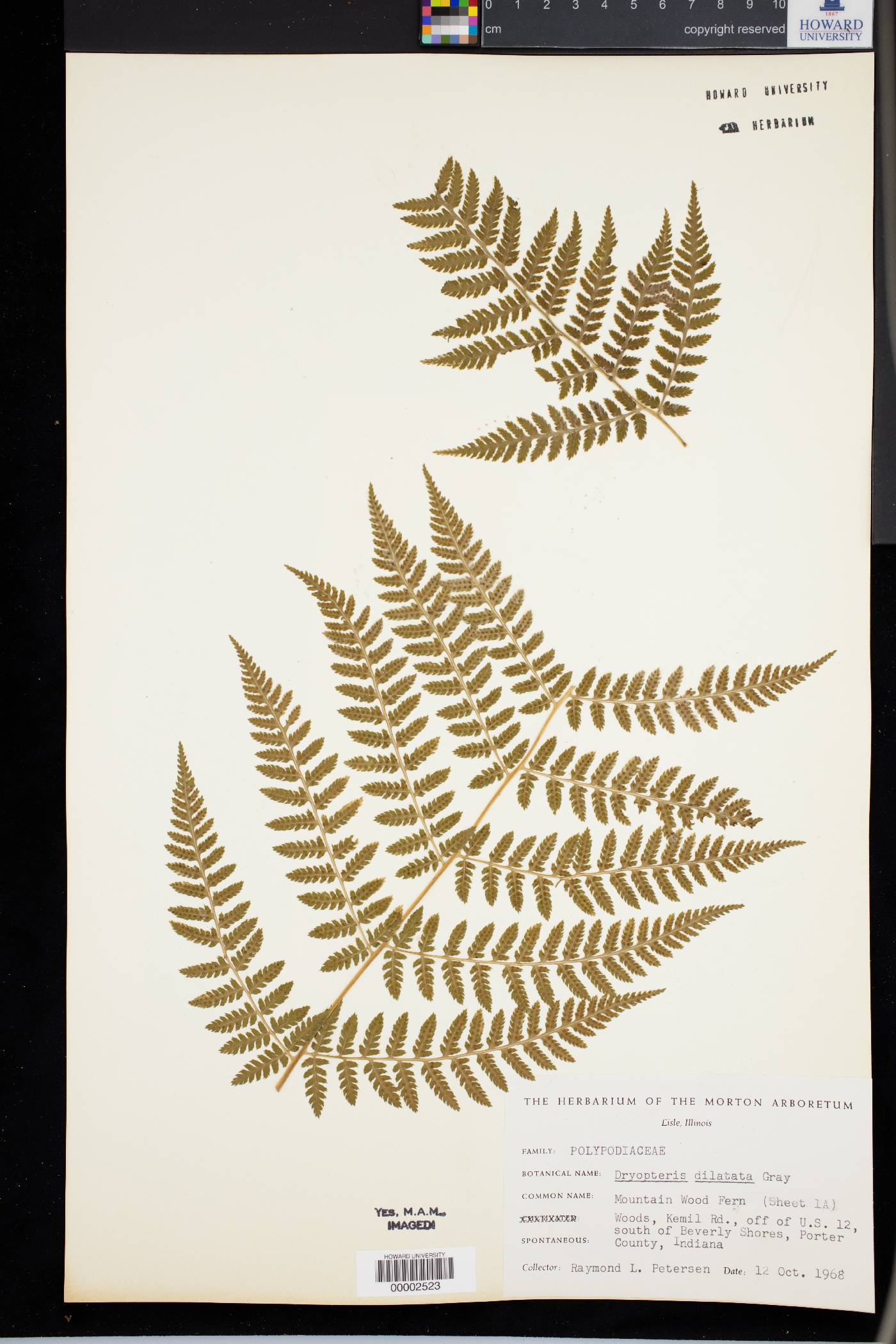 Dryopteris dilatata image