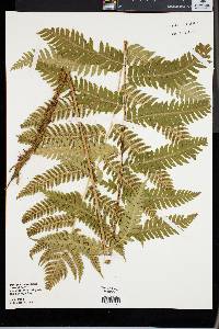 Dryopteris goldieana image