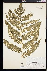 Dryopteris goldieana image