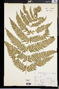 Dryopteris goldieana image