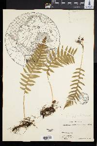 Polypodium glycyrrhiza image