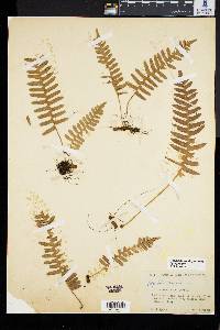 Polypodium vulgare image