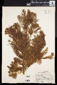 Metasequoia glyptostroboides image