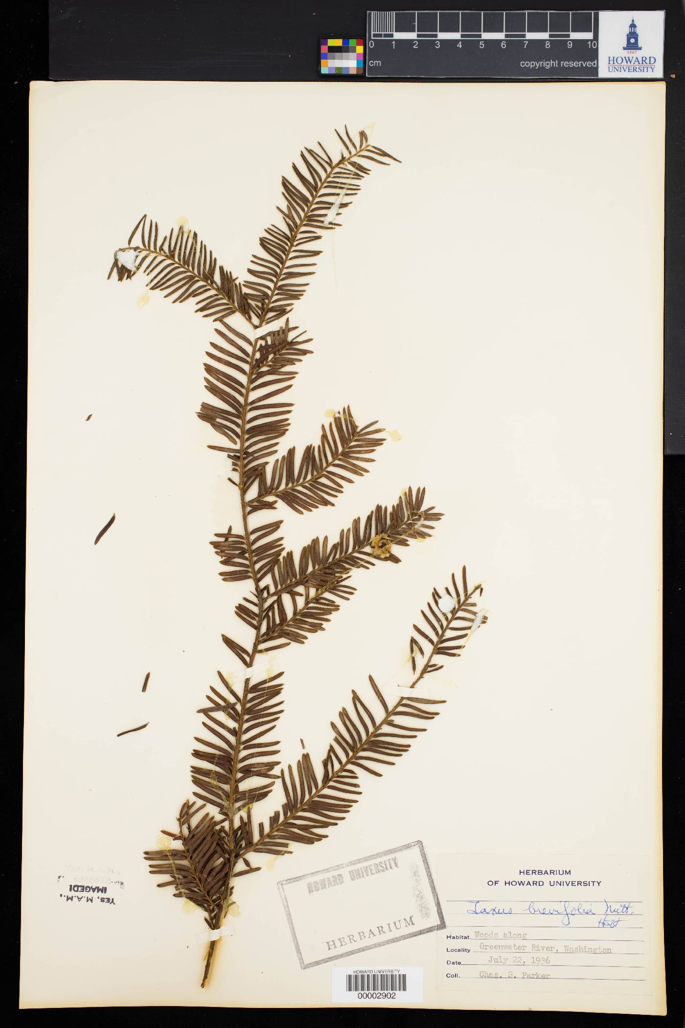 Taxus brevifolia image