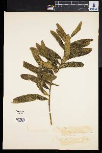 Zamia pumila subsp. pumila image