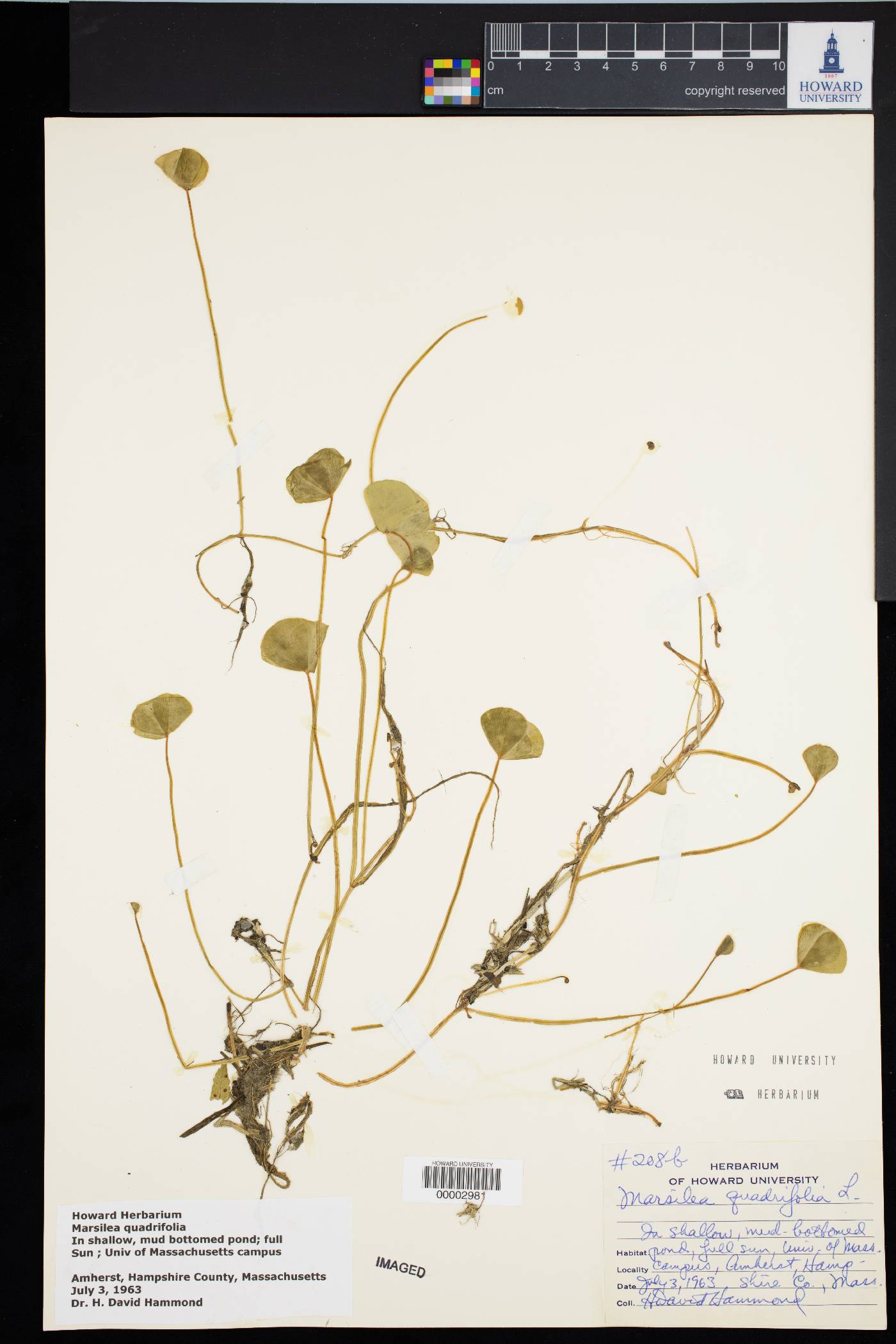 Marsilea quadrifolia image