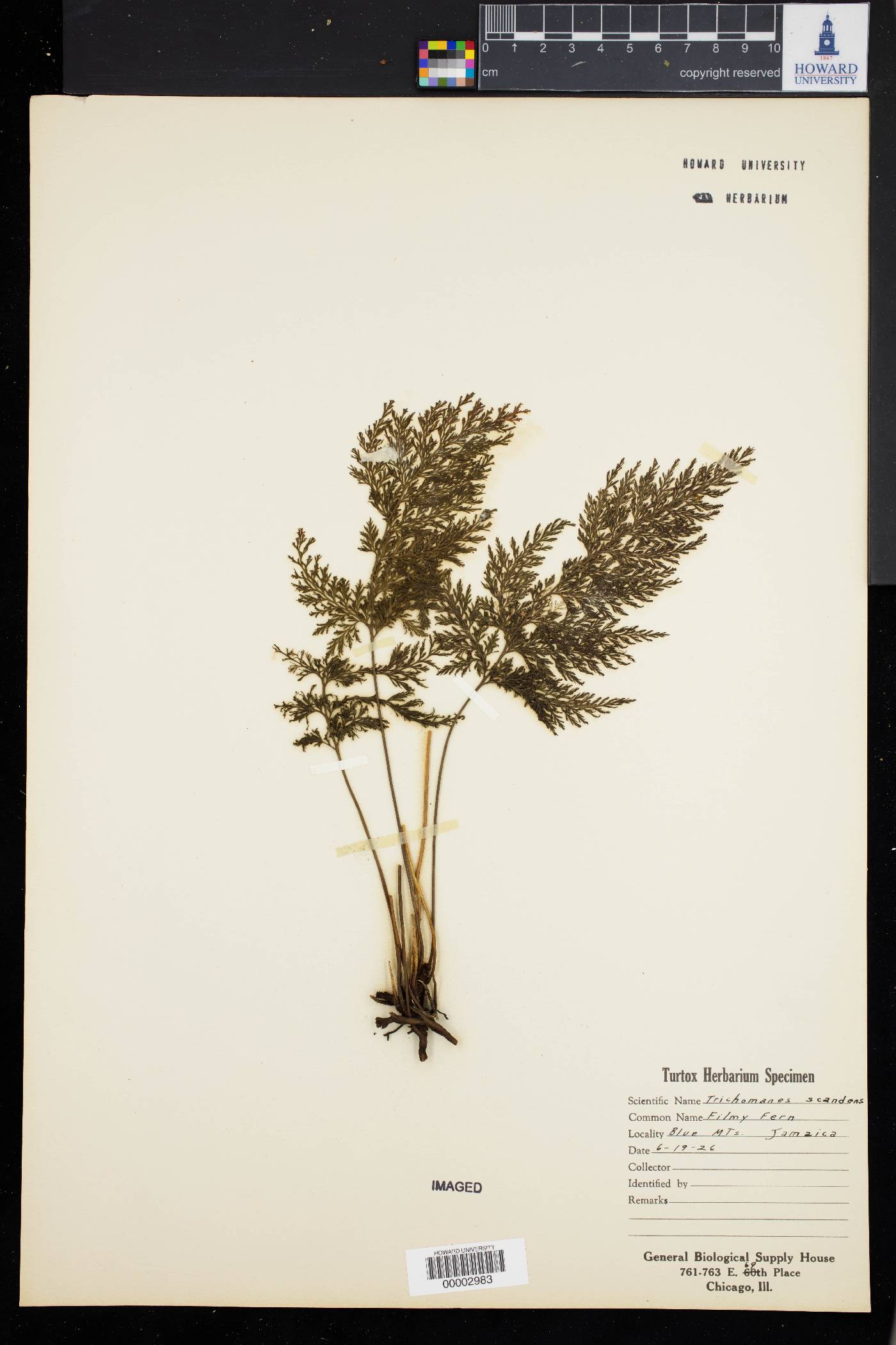 Trichomanes scandens image