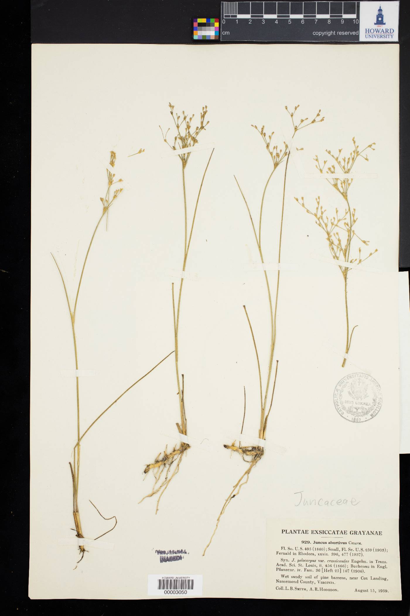 Juncus abortivus image