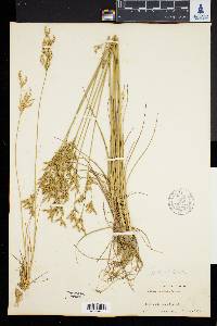 Juncus secundus image