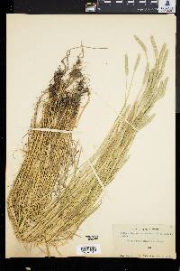Alopecurus californicus image