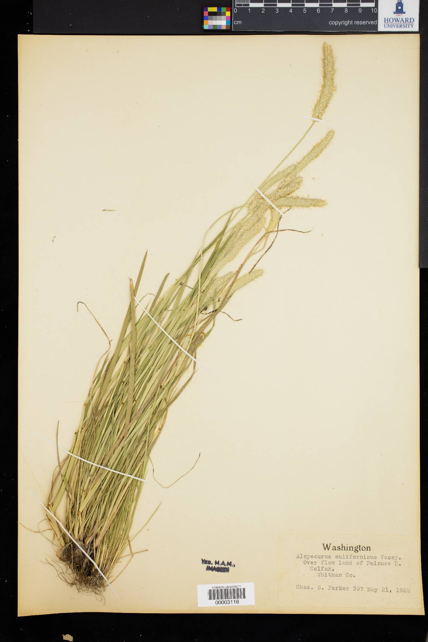 Alopecurus californicus image