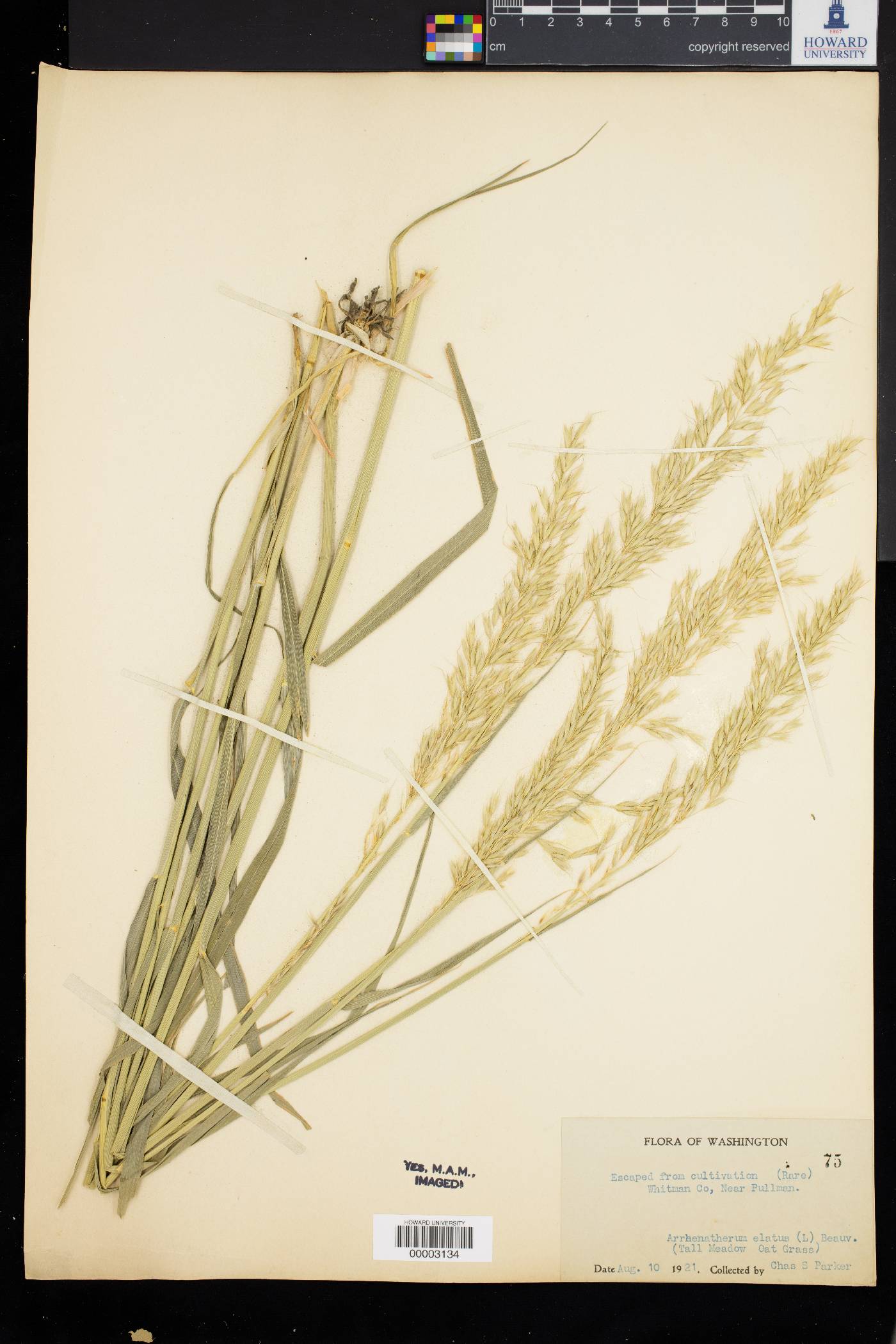 Arrhenatherum elatus image