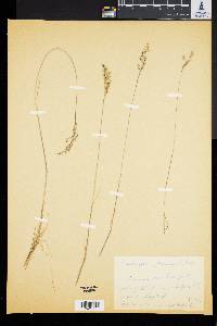 Deschampsia flexuosa image