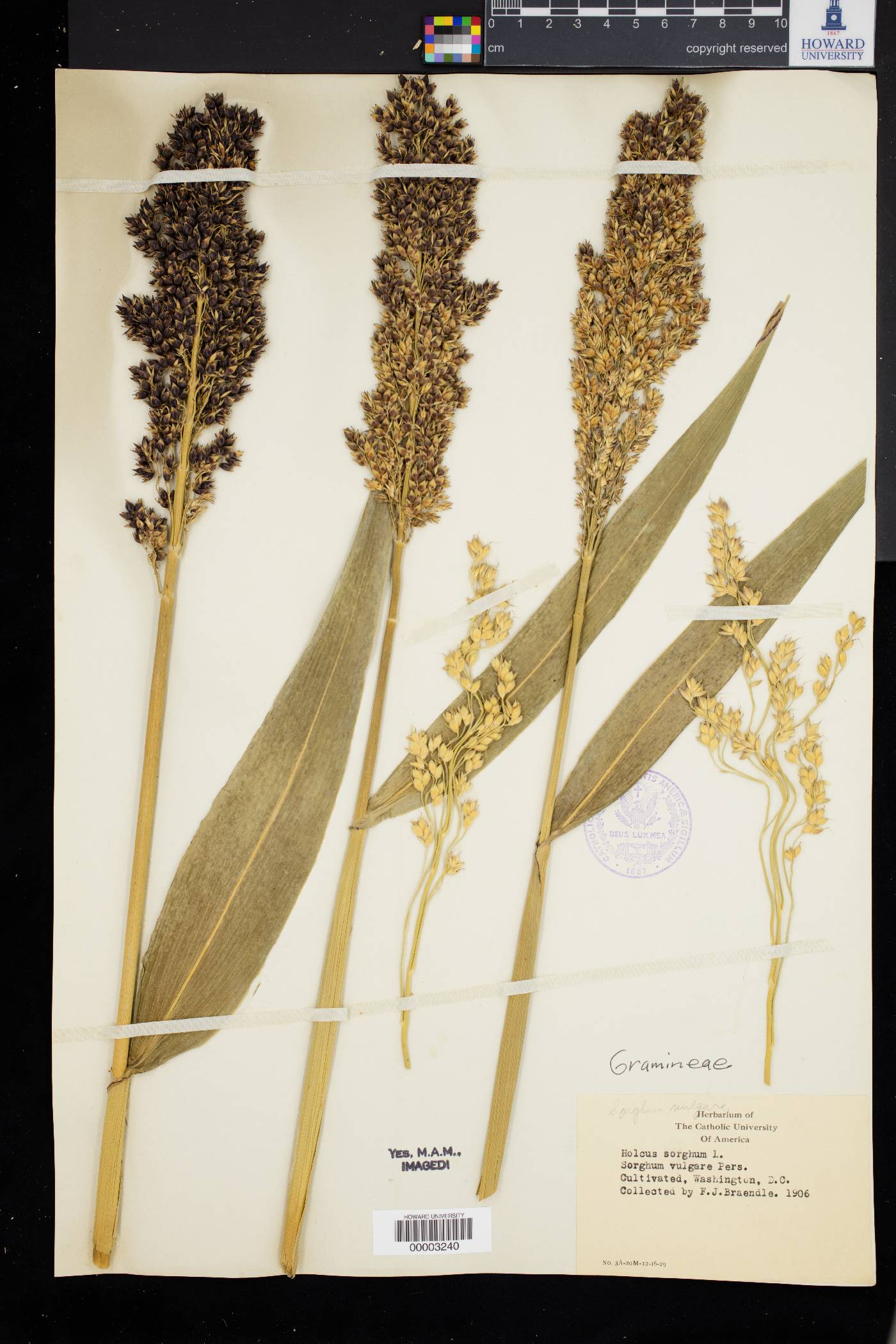 Sorghum bicolor subsp. bicolor image