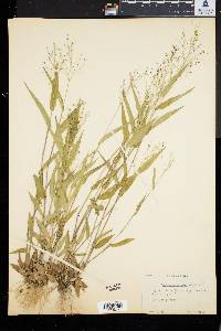 Panicum commutatum image