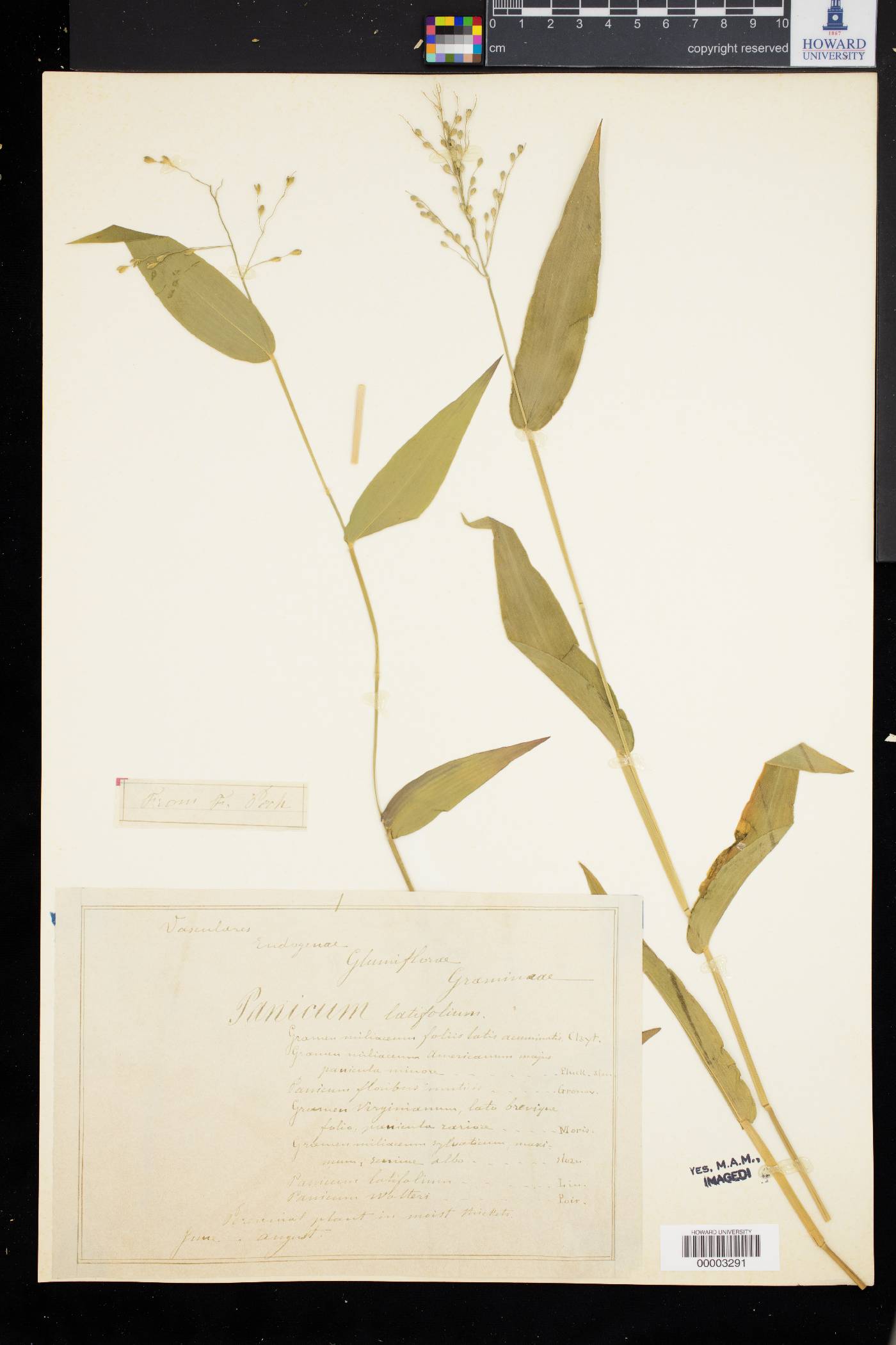 Panicum latifolium image