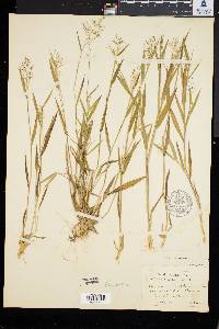 Panicum tsugetorum image