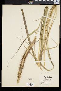 Pennisetum setaceum image