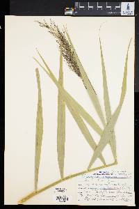 Phragmites australis image