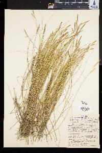 Spartina patens image