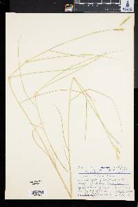 Spartina patens image