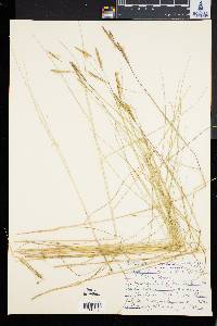 Spartina patens image