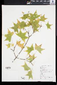 Acer truncatum image